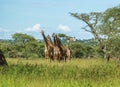 A herd of Masai Giraffe in the Serengeti National Park Royalty Free Stock Photo