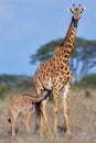 Masai Giraffe Baby Suckling Royalty Free Stock Photo