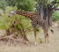 Masai Giraffe browsing in Tarangire Royalty Free Stock Photo