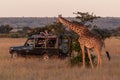 Masai giraffe browsing tree by safari truck Royalty Free Stock Photo