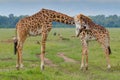 Masai Giraffe Bulls Fighting Royalty Free Stock Photo