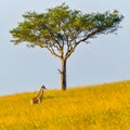 Masai Giraffe Calf Dwarfed