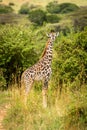 Masai giraffe calf stands in tall grass