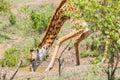 Masai Giraffe Drinking Royalty Free Stock Photo