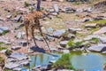 Masai Giraffe, Drinking From Stream