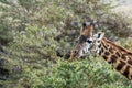 Masai giraffe are eating from acacia tree in Nairobi national park in Kenya, Africa. Royalty Free Stock Photo