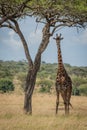 Masai giraffe eyes camera from beneath tree Royalty Free Stock Photo