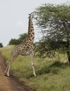 Masai giraffe feeding on acacia tree, Tanzania Royalty Free Stock Photo