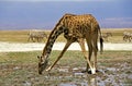 Masai Giraffe, giraffa camelopardalis tippelskirchi, Adult Drinking, Masai Mara Park in Kenya Royalty Free Stock Photo