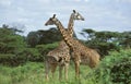 Masai Giraffe, giraffa camelopardalis tippelskirchi, Adults in Acacia Forest, Masai Mara Park in Kenya Royalty Free Stock Photo