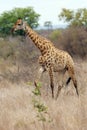 The Masai giraffe Giraffa camelopardalis tippelskirchi, also spelled Maasai giraffe in a savanna Royalty Free Stock Photo