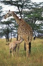 Masai Giraffe, giraffa camelopardalis tippelskirchi, Female with Young Suckling, Kenya Royalty Free Stock Photo