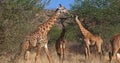 Masai Giraffe, giraffa camelopardalis tippelskirchi, Group in the Bush, Tsavo Park in Kenya Royalty Free Stock Photo