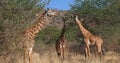 Masai Giraffe, giraffa camelopardalis tippelskirchi, Group in the Bush, Tsavo Park in Kenya Royalty Free Stock Photo