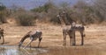 Masai Giraffe, giraffa camelopardalis tippelskirchi, Group Drinking at Water Hole, Tsavo Park in Kenya Royalty Free Stock Photo