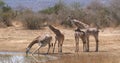 Masai Giraffe, giraffa camelopardalis tippelskirchi, Group Drinking at Water Hole, Tsavo Park in Kenya Royalty Free Stock Photo