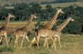 Masai Giraffe, giraffa camelopardalis tippelskirchi, Group in Masai Mara Park in Kenya Royalty Free Stock Photo