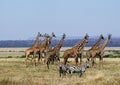 Masai Giraffe, giraffa camelopardalis tippelskirchi, Group in Savanah, Masai Mara Park in Kenya Royalty Free Stock Photo