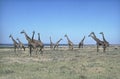 Masai Giraffe, giraffa camelopardalis tippelskirchi, Group in Savanah, Masai Mara Park in Kenya Royalty Free Stock Photo