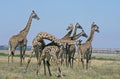 Masai Giraffe, giraffa camelopardalis tippelskirchi, Group in Savanah, Pair fighting, Masai Mara Park in Kenya Royalty Free Stock Photo