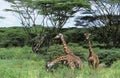 Masai Giraffe, giraffa camelopardalis tippelskirchi, Group standing in Bush, Kenya Royalty Free Stock Photo