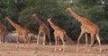 Masai Giraffe, giraffa camelopardalis tippelskirchi, Group standing in Savanna, Masai Mara Park in Kenya Royalty Free Stock Photo