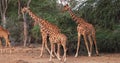Masai Giraffe, giraffa camelopardalis tippelskirchi, Group standing in Savanna, Masai Mara Park in Kenya Royalty Free Stock Photo