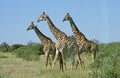 Masai Giraffe, giraffa camelopardalis tippelskirchi, Group walking through Savanna, Kenya Royalty Free Stock Photo