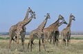 Masai Giraffe, giraffa camelopardalis tippelskirchi, Group walking through Savanna, Kenya Royalty Free Stock Photo