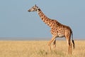 Masai giraffe