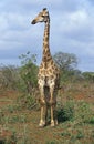 Masai Giraffe, giraffa camelopardalis tippelskirchi, Masai Mara Park in Kenya Royalty Free Stock Photo