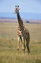 Masai Giraffe, giraffa camelopardalis tippelskirchi, Masai Mara Park in Kenya Royalty Free Stock Photo