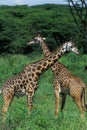 Masai Giraffe, giraffa camelopardalis tippelskirchi, Masai Mara Park in Kenya Royalty Free Stock Photo