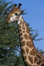 Masai Giraffe, giraffa camelopardalis tippelskirchi, Masai Mara park in Kenya Royalty Free Stock Photo