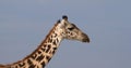 Masai Giraffe, giraffa camelopardalis tippelskirchi, Portrait of Adult against Blue Sky, Masai Mara Park in Kenya Royalty Free Stock Photo