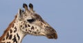 Masai Giraffe, giraffa camelopardalis tippelskirchi, Portrait of Adult against Blue Sky, Masai Mara Park in Kenya Royalty Free Stock Photo