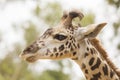 Masai Giraffe (Giraffa camelopardalis tippelskirchi) Royalty Free Stock Photo