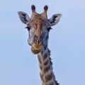 Masai Giraffe Head Portrait Royalty Free Stock Photo