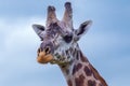 Masai Giraffe Head Portrait Royalty Free Stock Photo