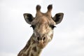 Masai Giraffe Head Shot with Cloud Background Royalty Free Stock Photo
