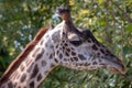Masai giraffe head shot portrait photo Royalty Free Stock Photo