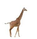 Masai Giraffe isolated Royalty Free Stock Photo