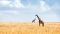 Masai Giraffe in Kenya Plains Royalty Free Stock Photo