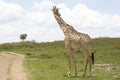 Masai Giraffe in Masai Mara National Park in Kenya Royalty Free Stock Photo