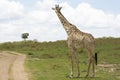 Masai Giraffe in Masai Mara National Park in Kenya Royalty Free Stock Photo