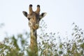 A Masai Giraffe in Masai Mara National Park in Kenya Royalty Free Stock Photo