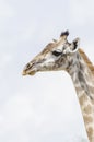 Masai giraffe portait Royalty Free Stock Photo