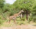 Masai giraffe in Tanzania Royalty Free Stock Photo