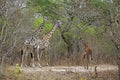 Masai giraffe, Selous Game Reserve, Tanzania