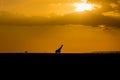 Masai Giraffe in Silhouette Royalty Free Stock Photo